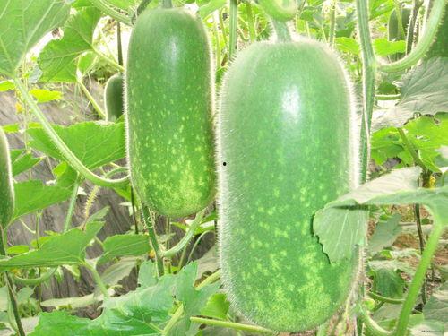 最新吃瓜免费网站大全,2023年度最新免费吃瓜网站大全盘点  第1张